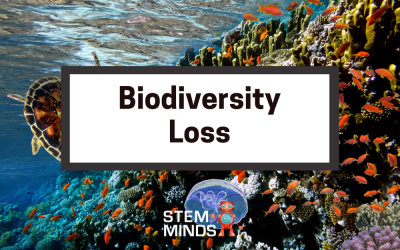 Biodiversity Loss: This Time, We Are The Asteroid